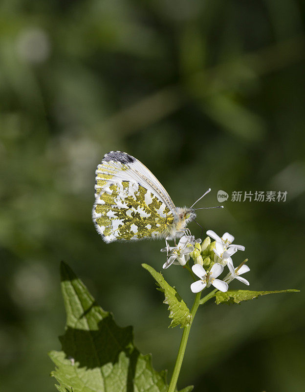 桔梗蝶(carcharis cardamines)